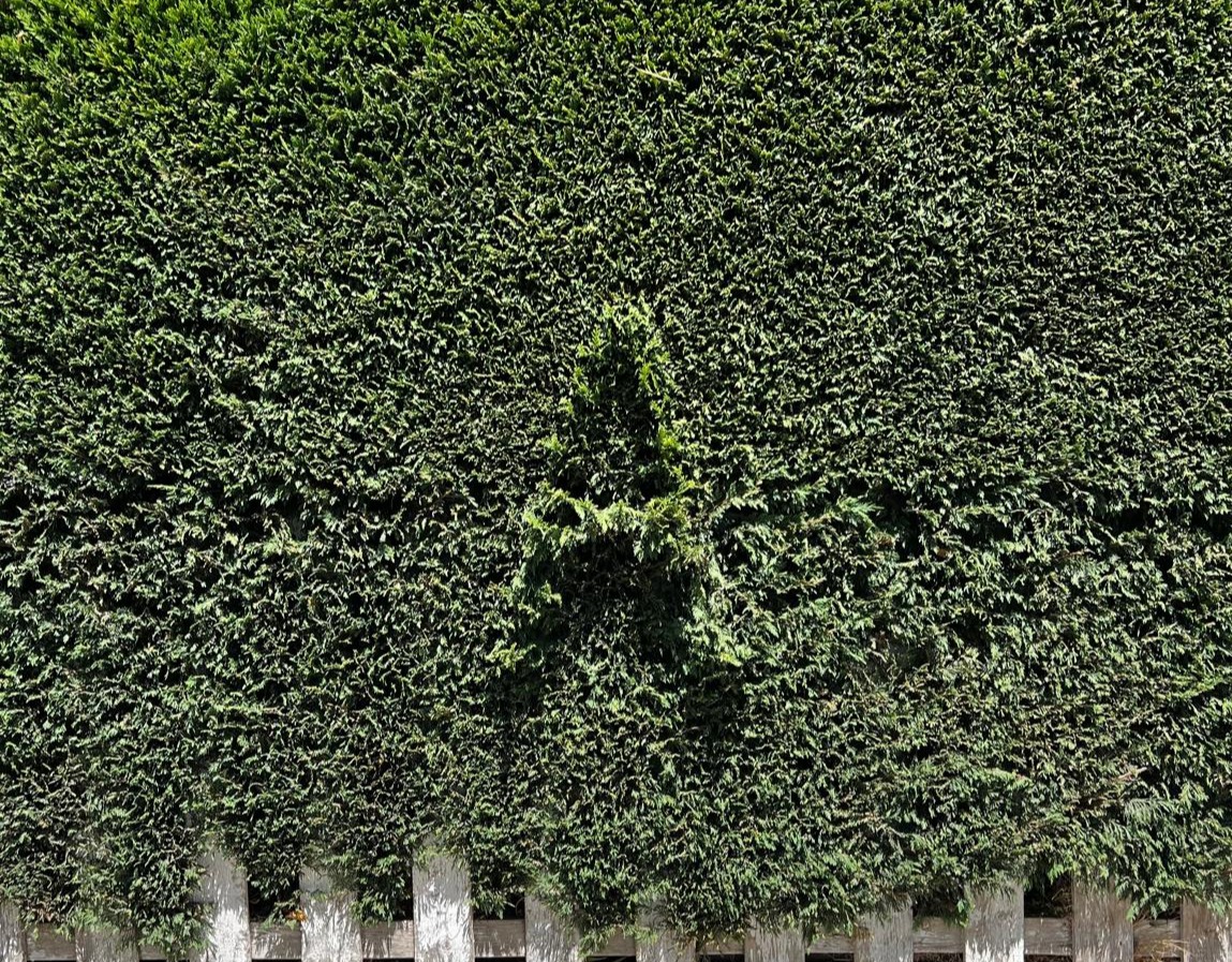Vista de un jardín frondoso y bien cuidado por Arbutus
